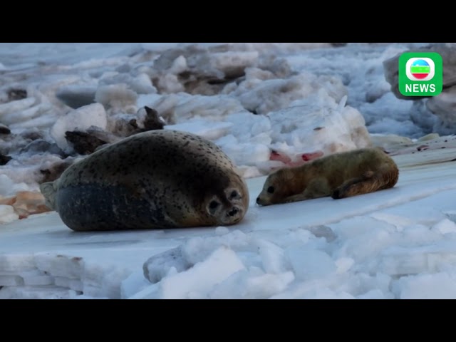 ⁣TVB News｜29 December 2024｜Spotted seals in Liaodong Bay