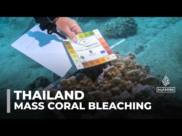 ⁣Mass coral bleaching: Divers in Thailand try to heal reef damage