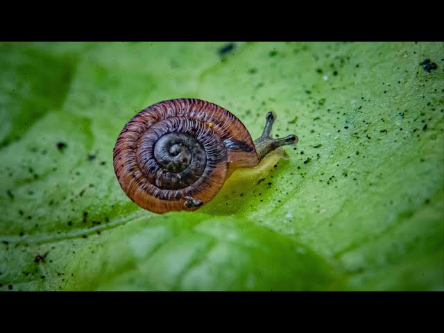 ⁣Endangered pea-sized snails bred by UK zoo are set free on Atlantic island | ITV News