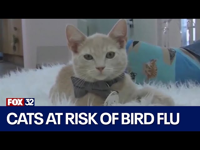 ⁣Bird flu makes cats sick via raw protein, contact with wild animals