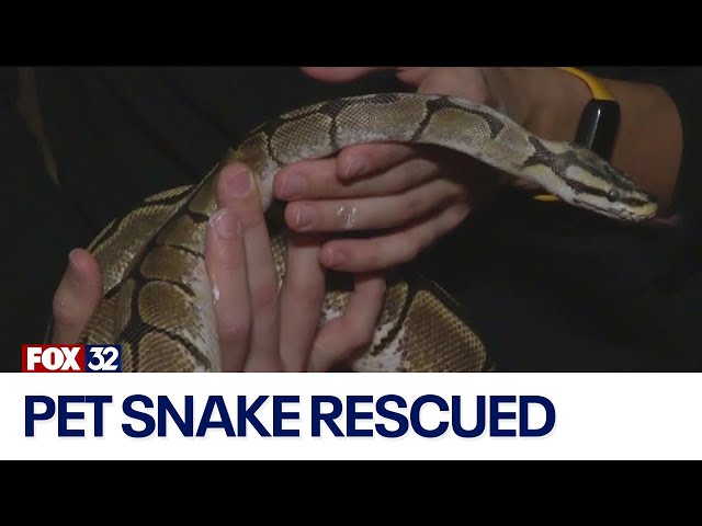 ⁣Michigan tow truck workers save woman's pet snake after crash