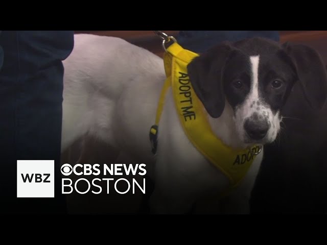 ⁣4 friendly and playful dogs up for adoption through Massachusetts shelter