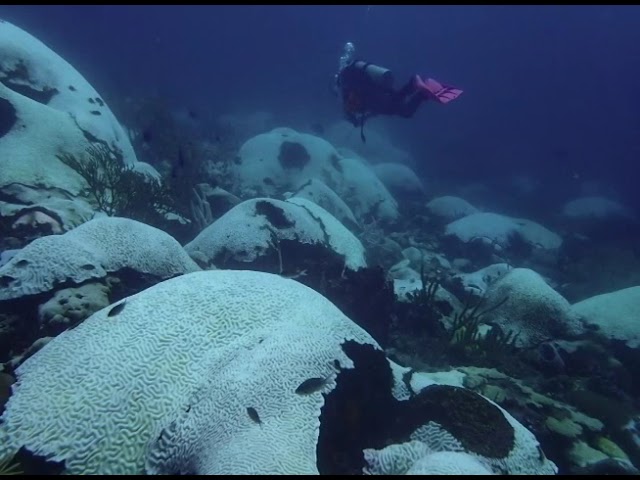 ⁣Tobago’s coral reefs under serious bleaching threat