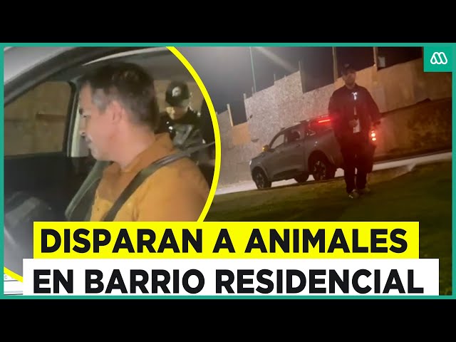 ⁣Vecinos los encararon: Sujetos le disparan a animales en sector residencial