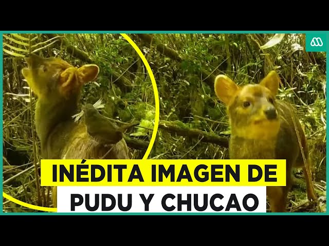 ⁣Alucinante imagen silvestre: Captan a chucao arrancado pelo a pudu