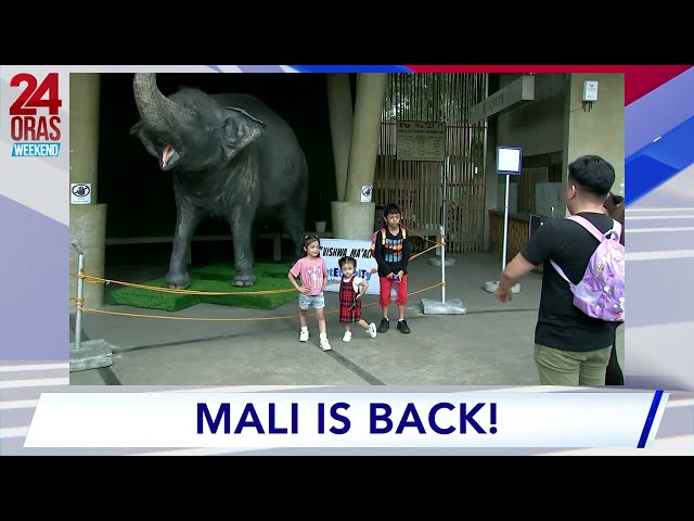 ⁣Preserved na katawan ng elepanteng si Mali, balik-Manila Zoo; pinipilahan