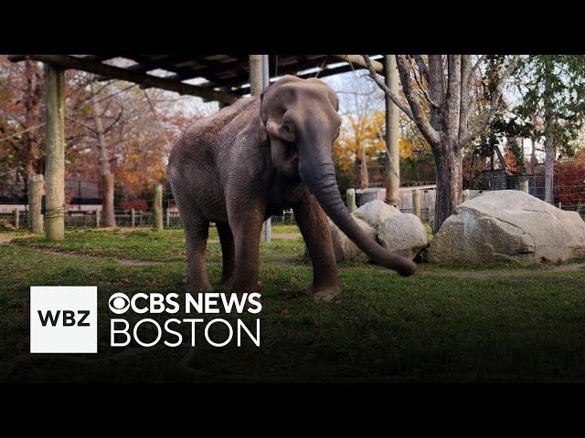 ⁣Massachusetts zoo mourns death of 66-year-old elephant and more top stories