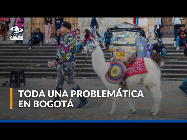 ⁣Buscan prohibir uso de animales para turismo en Bogotá, principalmente en la Plaza de Bolívar