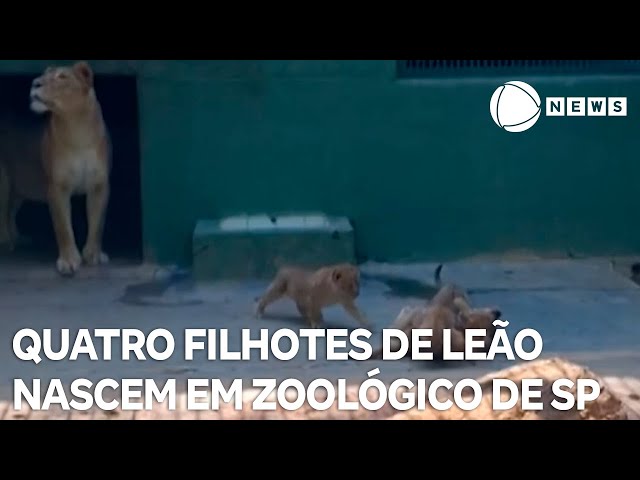 ⁣Quatro filhotes de leão nascem em zoológico de SP