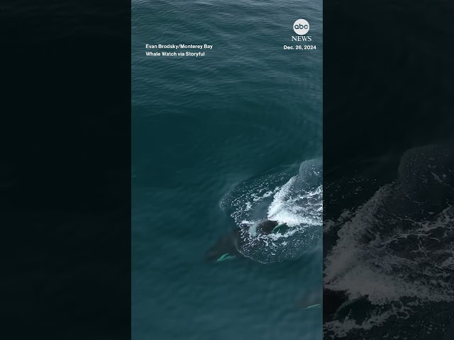 ⁣Orcas make rare appearance near California coast