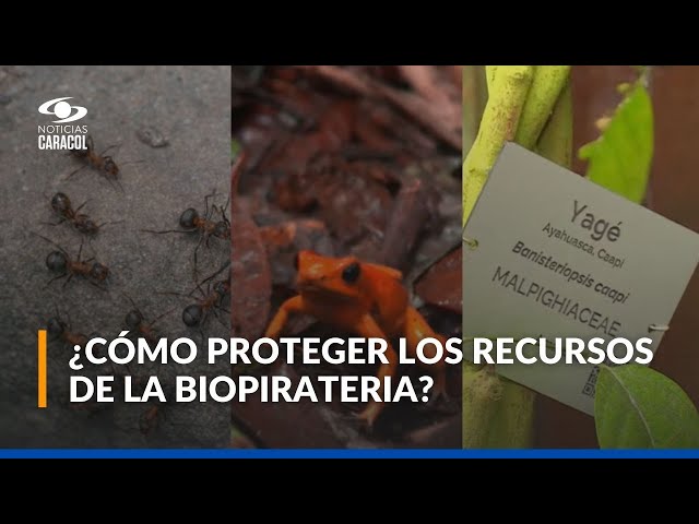 ⁣Los biopiratas se apoderan de los recursos biológicos de Colombia: se llevan plantas ancestrales