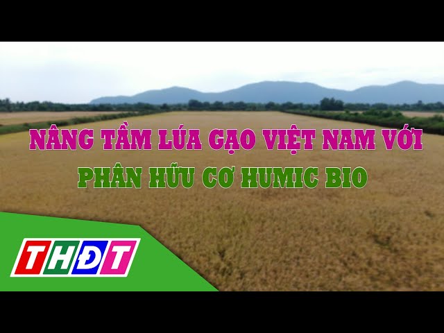 ⁣Nâng tầm lúa gạo Việt Nam với phân hữu cơ Humic Bio | Hữu cơ cho nông sản Việt - 28/12/2024 | THDT