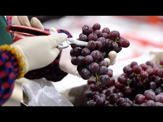 ⁣Chancay Port speeds up delivery of Peruvian grapes to Chinese homes