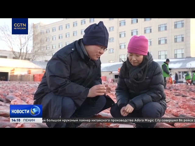 ⁣Тысячелетняя традиция подлёдного лова сетью на озере Чагань помогает развитию местной экономики