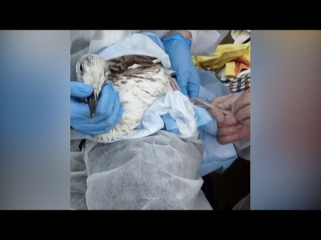 ⁣NO COMMENT: Más de mil aves salvadas de la contaminación en el mar Negro