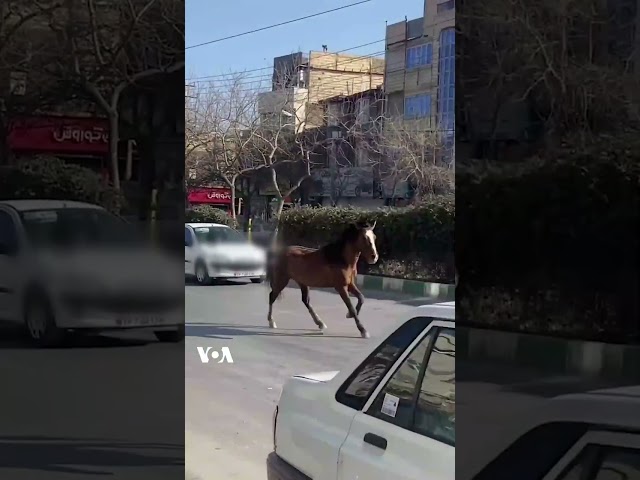 سرگردانی دو اسب در خیابان طبرسی مشهد