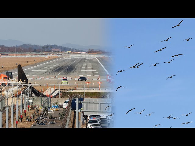 ⁣철새도래지와 가까운 무안공항…'조류 충돌' 관리 문제없었나 / 연합뉴스TV (YonhapnewsTV)