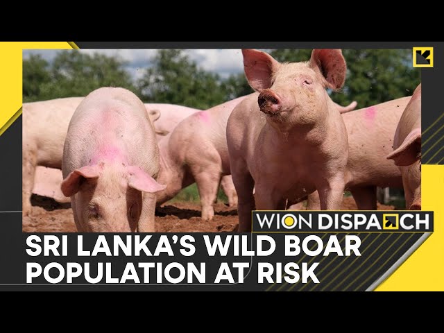 ⁣Sri Lanka: Swine Flu Fever Risks Loss Of Entire Wild Boar Population | WION Dispatch