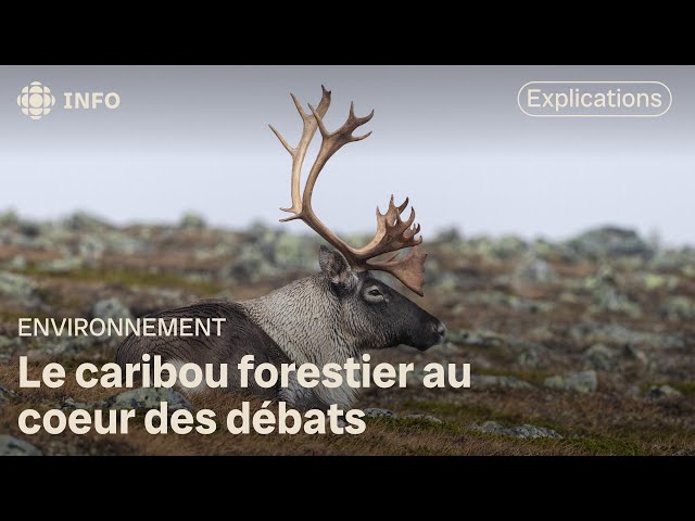 ⁣2024, une année charnière pour le caribou forestier?