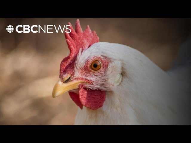 ⁣What’s the potential for avian flu to infect humans — and can we handle it?