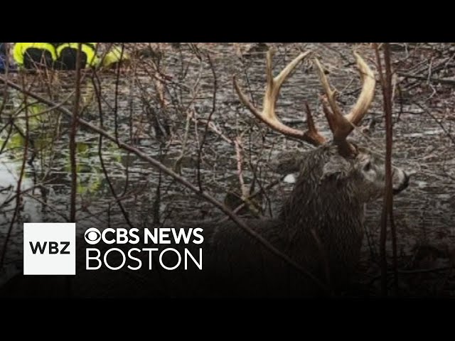 ⁣Deer rescued from ice in Massachusetts and more top stories