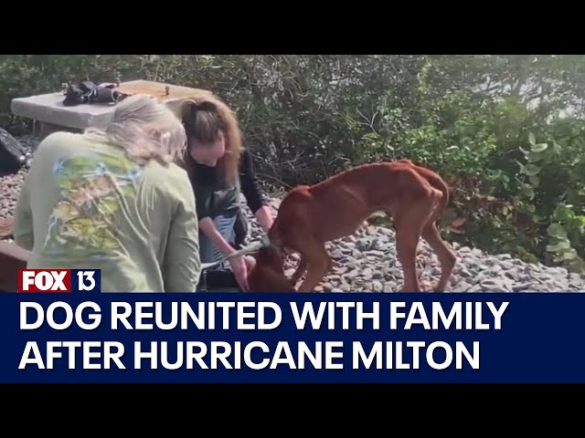 ⁣Dog missing since Hurricane Milton reunites with Bay Area family: 'That's my Miles'