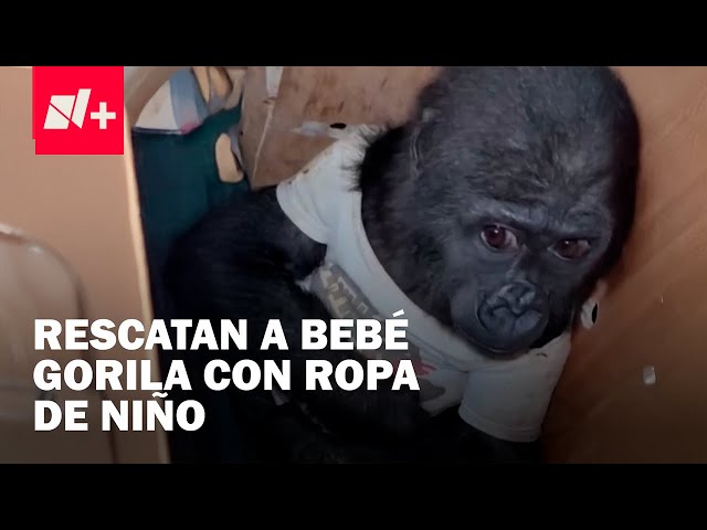 ⁣Rescatan a bebé gorila con ropa de niño que iba a ser vendido en el mercado negro - N+