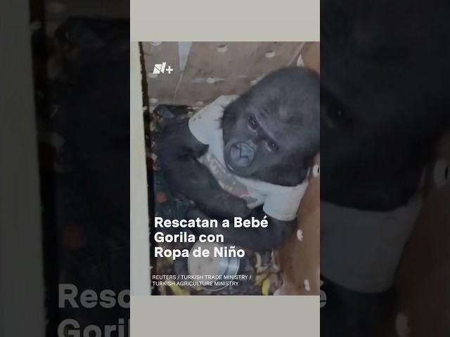 ⁣Rescatan a bebé gorila con ropa de niño que iba a ser vendido en el mercado negro - N+ #shorts