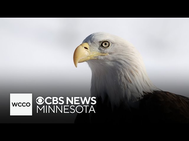 ⁣Wabasha’s National Eagle Center celebrates bird’s national veneration