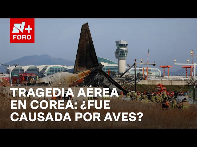 ⁣Crece hipótesis de que accidente aéreo en Corea del Sur, fue por el impacto de un ave - Paralelo 23