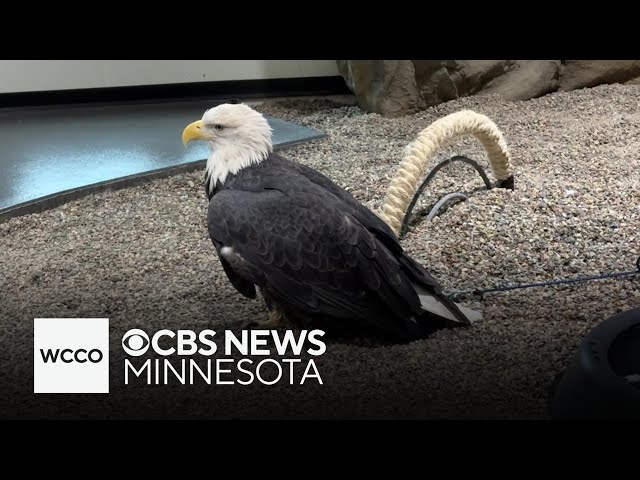 ⁣Minnesota Eagle Center celebrates passage of National Bird bill