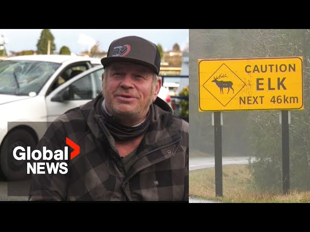 ⁣"Crazy traumatic": Herd of elk trample over BC man's car on Vancouver Island