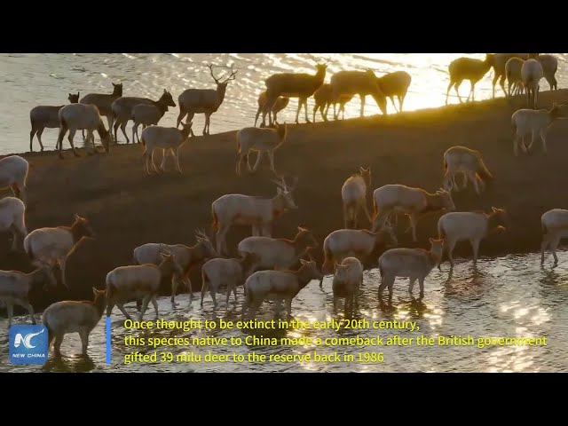 ⁣Endangered milu deer saw record population in east China