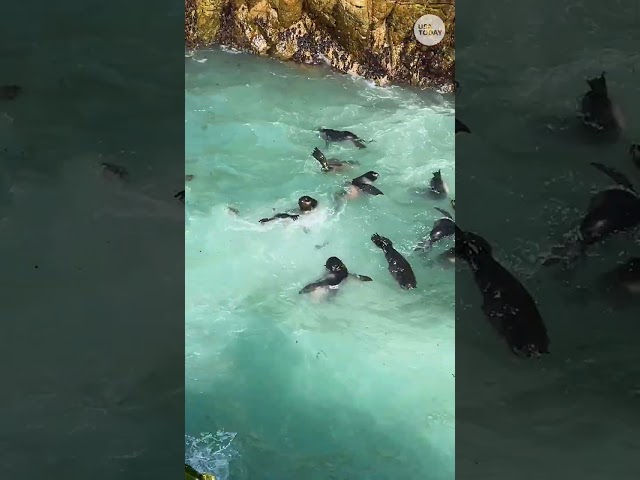 ⁣Seal pups wade, frolic off California coast #Shorts