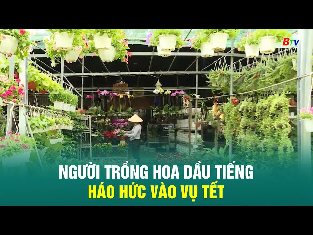 ⁣Người trồng hoa Dầu Tiếng háo hức vào vụ Tết