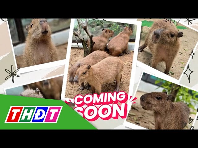 ⁣Thảo cầm viên Sài Gòn ra mắt gia đình "bộ ngoại giao" Capybara | THDT