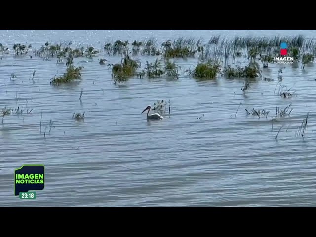 ⁣Miles de pelícanos adornan el lago de Chapala cada año | Noticias GDL con Rey Suárez