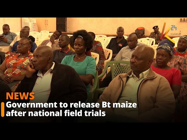 ⁣Government to release Bt maize after national field trials