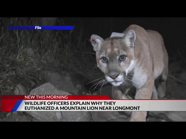 ⁣Mountain lion euthanized after killing 2 goats in Longmont