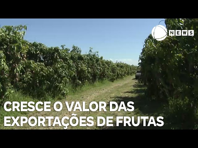 ⁣Cresce o valor das exportações de frutas brasileiras