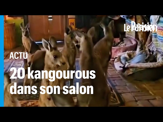 ⁣Elle fait entrer 20 kangourous dans son salon pour les sauver d'un incendie