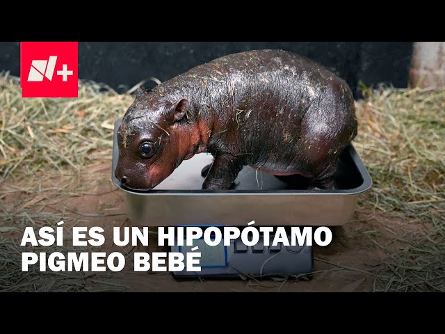 ⁣Nace un hipopótamo pigmeo bebé, especie en peligro de extinción - N+