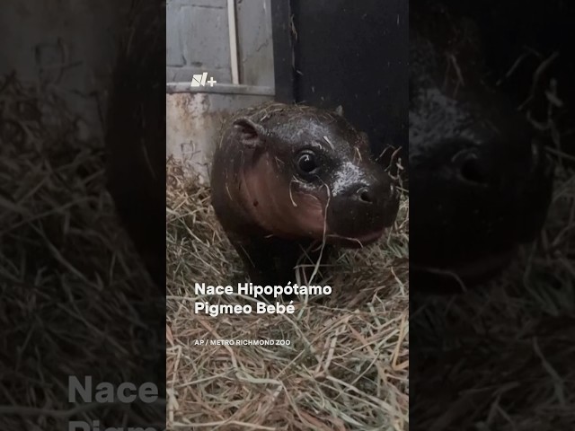 ⁣Nace un hipopótamo pigmeo bebé, especie en peligro de extinción - N+ #shorts