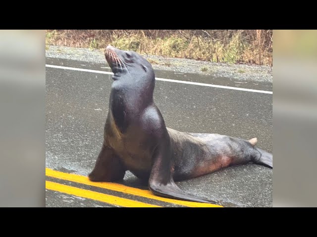 ⁣Wayward sea lion causes commotion on Vancouver Island highway