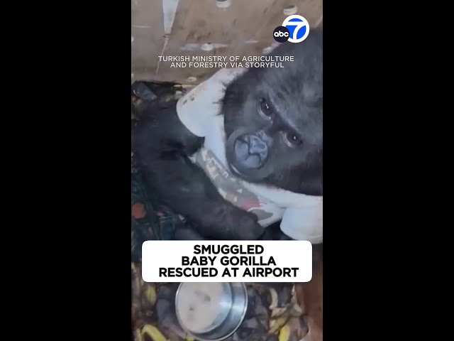 ⁣Smuggled baby gorilla rescued in Turkey