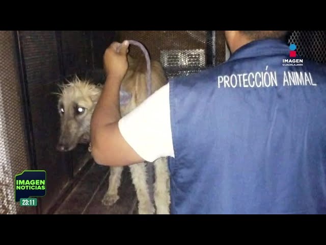 ⁣Rescatan a dos perritas maltratadas en Guadalajara | Noticias GDL con Rey Suárez