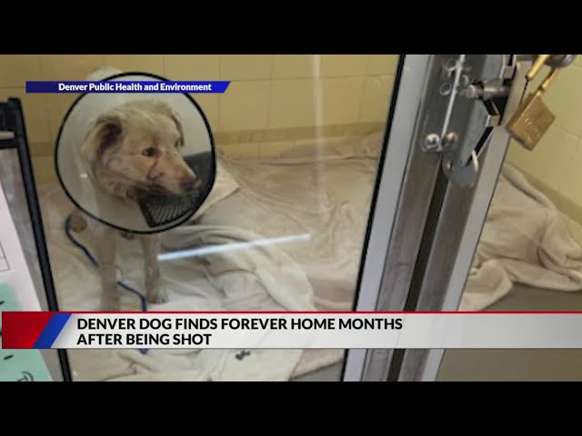 ⁣Denver dog finds forever home after being shot