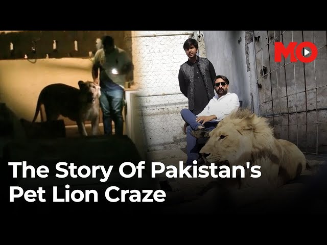 ⁣Pakistan's Pet Lion Craze: Escaped Lion Shot, Exposing a Problematic Exotic Animal Culture