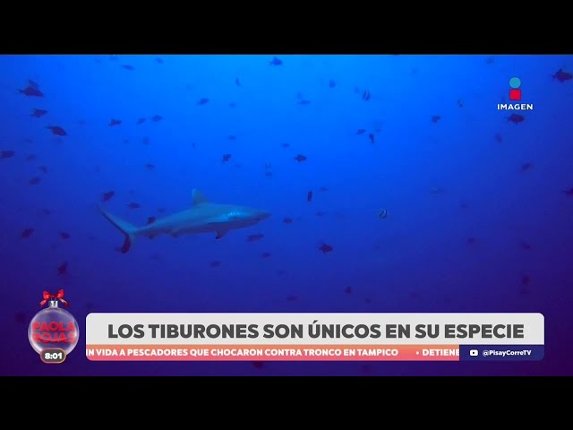 ⁣Conoce la majestuosidad de los tiburones con Paola Rojas | DPC con Paola Rojas