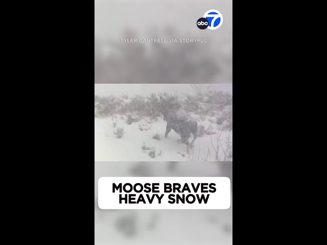 ⁣Moose braves heavy snow in Grand Teton National Park